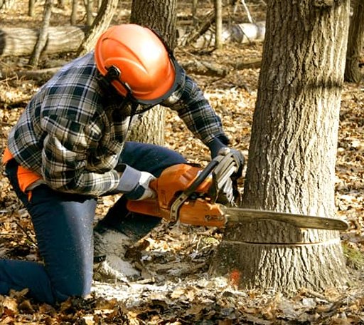 Tree Removal in Hindsville, AR